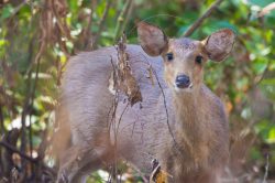 swamp-deer-cervus-duvauceli