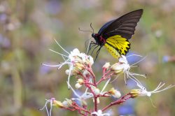 common-indian-birdwing-butterfly-troides-minos