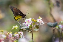common-indian-birdwing-butterfly-troides-minos-2