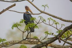 lesser-adjutant-leptoptilos-javanicus-2