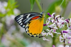 vietnamese-red-spot-jezabel-delias-descombesi-descombesi
