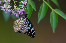 oriental-blue-tiger-tirumala-limniace