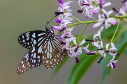 oriental-blue-tiger-tirumala-limniace-2