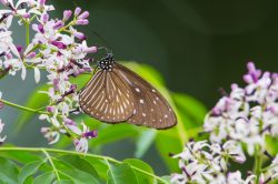 bengal-striped-blue-crow-butterfly-euploea-mulcider-mulciber