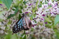 himalayan-chocolate-tiger-parantica-melaneus-plataniston