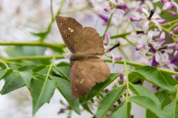 himalayan-common-snow-flat-butterfly-tagiades-japetus-ravi