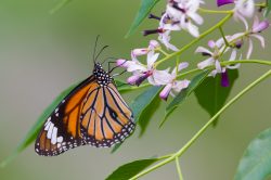 oriental-striped-tiger-danaus-genutia-genutia