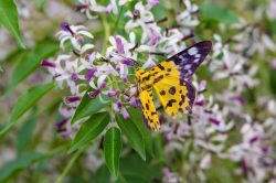 inchworm-moth-dysphania-militaris