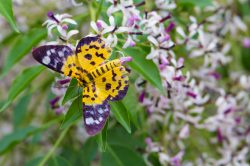 inchworm-moth-dysphania-militaris-2