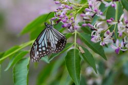 himalayan-chocolate-tiger-parantica-melaneus-plataniston-2