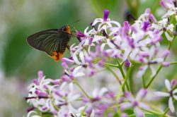 hooked-awlking-butterfly-choaspes-furcata