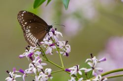brown-king-crow-euploea-klugii-kollari