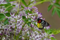 chinese-red-base-jezabel-butterfly-delias-pasithoe-pasithoe