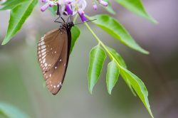 brown-king-crow-euploea-klugii-kollari-2