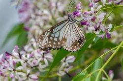 glassy-tiger-butterfly-parantica-aglea