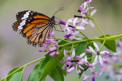 oriental-striped-tiger-danaus-genutia-genutia-2