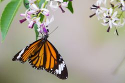 oriental-striped-tiger-danaus-genutia-genutia-3