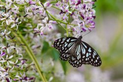 oriental-blue-tiger-tirumala-limniace-3