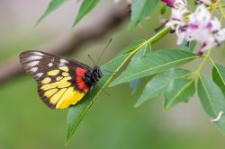chinese-red-base-jezabel-butterfly-delias-pasithoe-pasithoe-2