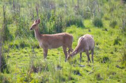 swamp-deer-cervus-duvauceli-2
