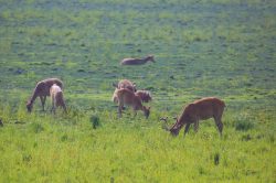 swamp-deer-cervus-duvauceli-3