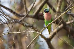 red-breasted-parakeet-psittacula-alexandri-2