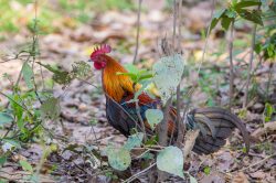 red-jungle-fowl-gallus-gallus