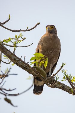 crested-serpent-eagle-spilorni-cheela