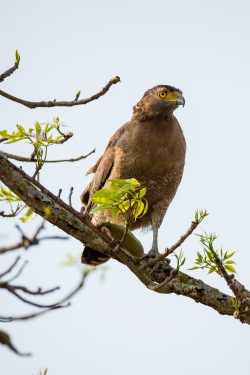 crested-serpent-eagle-spilorni-cheela-2