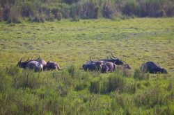 water-buffalo-bubalus-bubalus