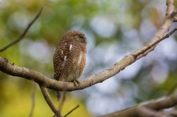 asian-barred-owlet-glaucidium-cuculoides