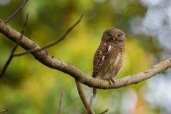 asian-barred-owlet-glaucidium-cuculoides-2