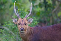 hog-deer-axis-porcinus