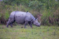 indian-rhinoceros-rhinoceros-unicornis