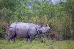 indian-rhinoceros-rhinoceros-unicornis-2