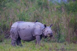 indian-rhinoceros-rhinoceros-unicornis-3