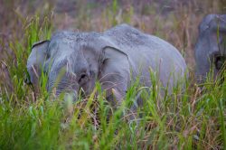 asian-elephant-elephas-maximus