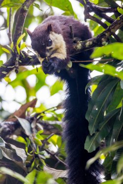 malasian-giant-squirrel-ratufa-bicolor-2