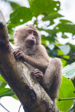 rhesus-macaque-macaca-mulatta-2