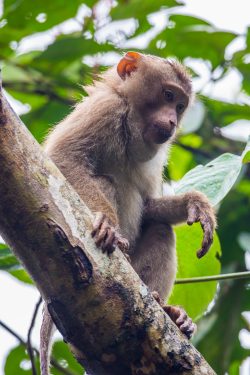rhesus-macaque-macaca-mulatta-3
