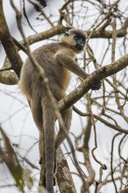 capped-langur-presbytis-pileatus-2