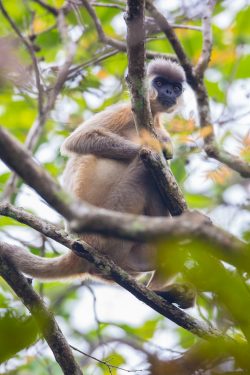 capped-langur-presbytis-pileatus-3