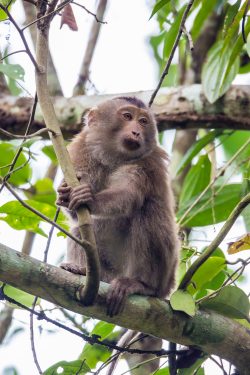 rhesus-macaque-macaca-mulatta-4