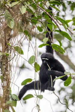 hoolock-gibbon-hoolock-hoolock-2
