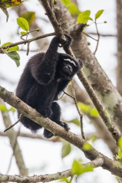 hoolock-gibbon-hoolock-hoolock-3
