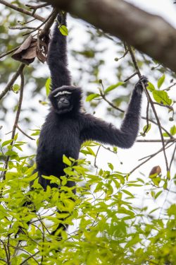 hoolock-gibbon-hoolock-hoolock-4