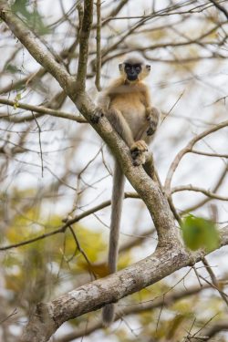 capped-langur-presbytis-pileatus-4