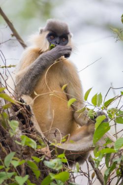 capped-langur-presbytis-pileatus-5