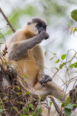 capped-langur-presbytis-pileatus-6
