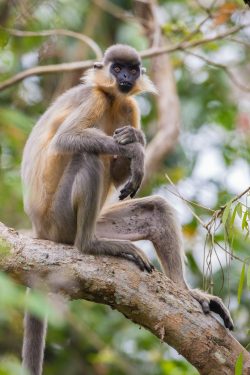 capped-langur-presbytis-pileatus-7